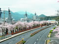 Cherry blossoms and escort ship