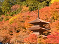 Kongo-in Temple