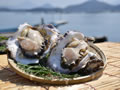Tango Sea growing rock oysters