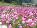 Kurihama Flower World