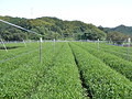 舞鶴茶・茶園