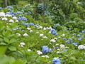 舞鶴自然文化園(アジサイ園)